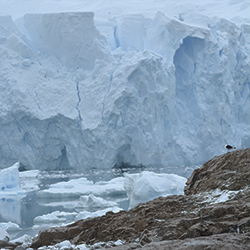 Antarctica Antarctica
